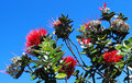 Red Ohia