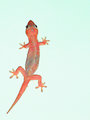 Sand Lizard