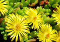 Yellow Flowers