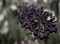 Death of a Butterfly Bush