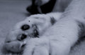 Day 16: Lea's Pretty Little Paws
