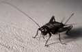 Cricket!