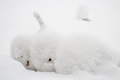Fallen Snowman