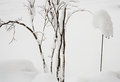 Frog and Tree Covered in Snow