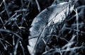 Silver Leaf