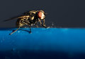 A Fly