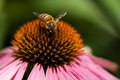 Bee the Flower