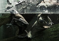 Frogs
