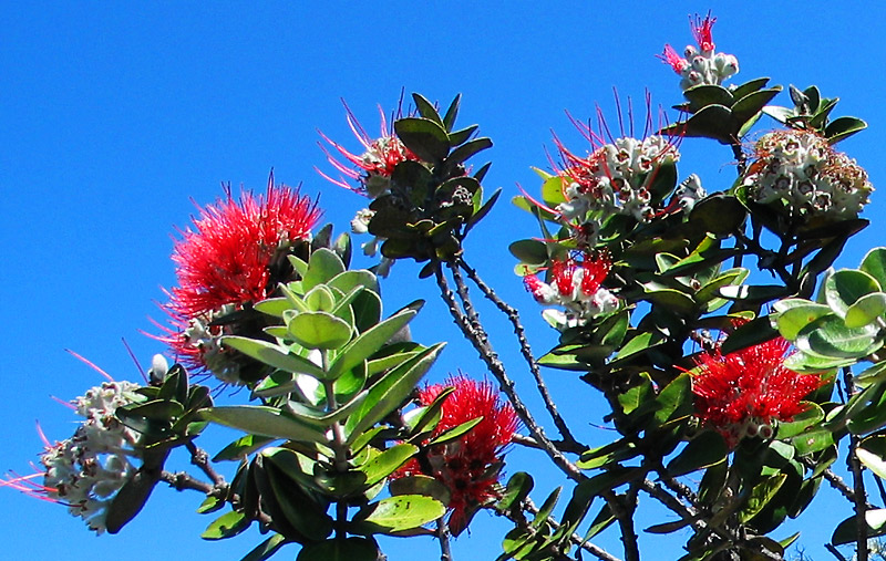 Red Ohia