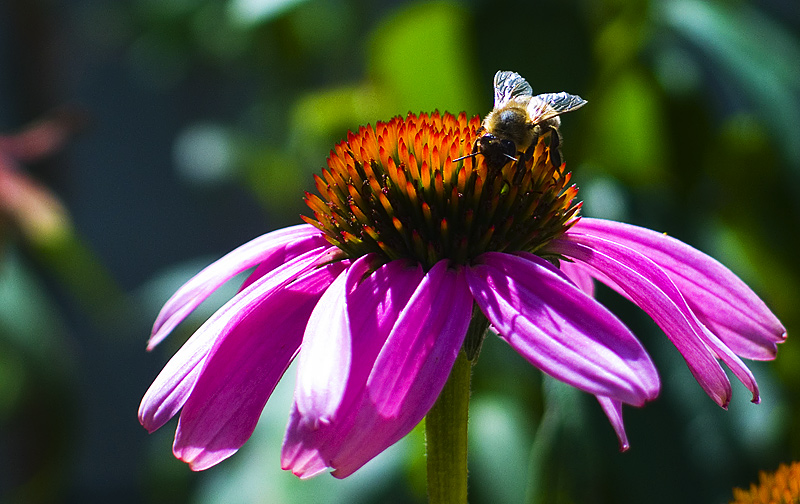 Pollination