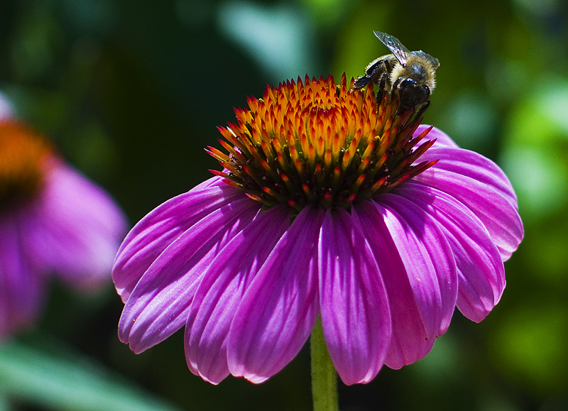 Pollination II
