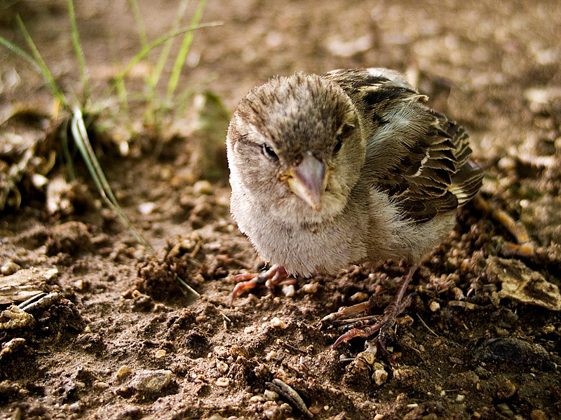 A Little Birdie Told Me