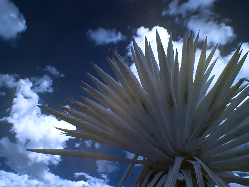 Yucca2