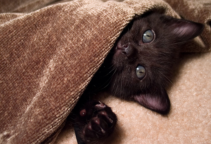 Cute Little Guy #2