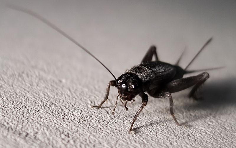 Cricket!