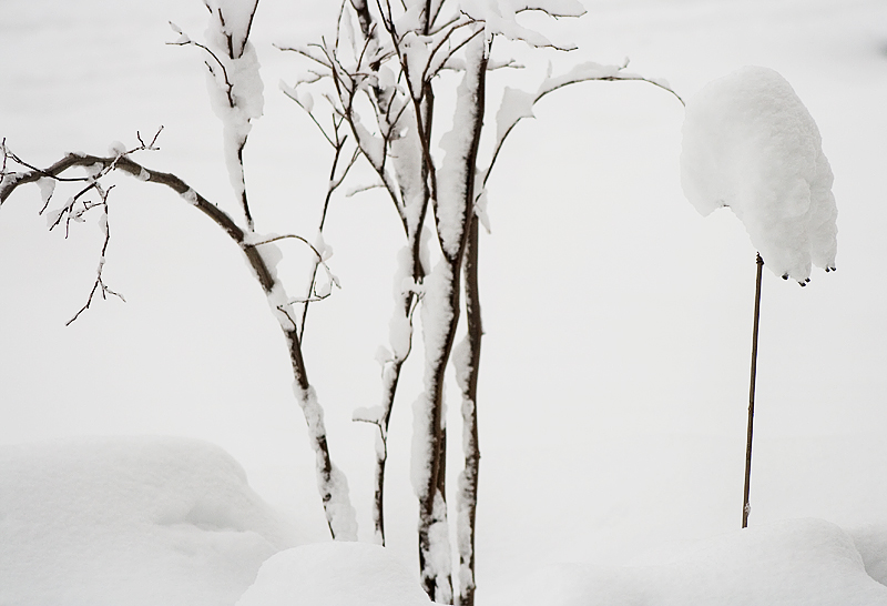 Frog and Tree Covered in Snow