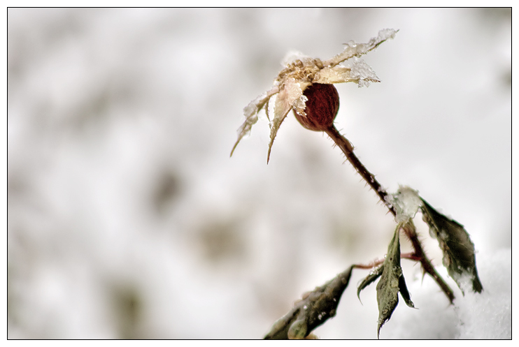 Rosebud