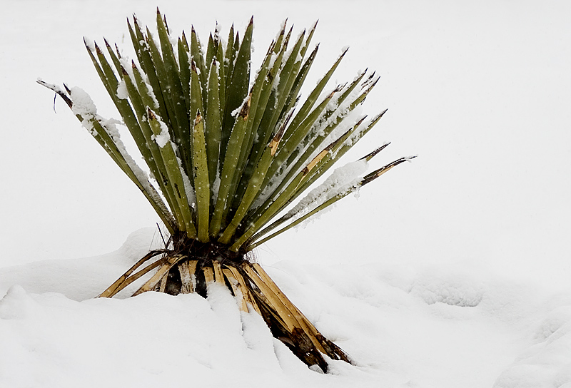 The Neighbor's Yucca