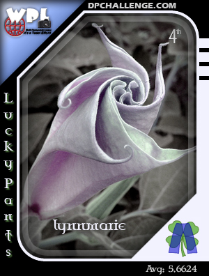 lynnmarie