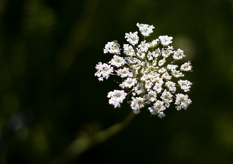 Abundant Life