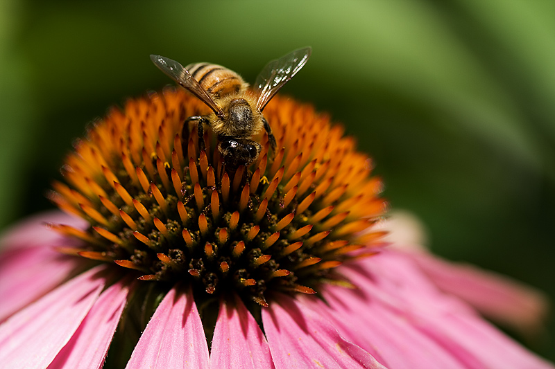 Bee the Flower