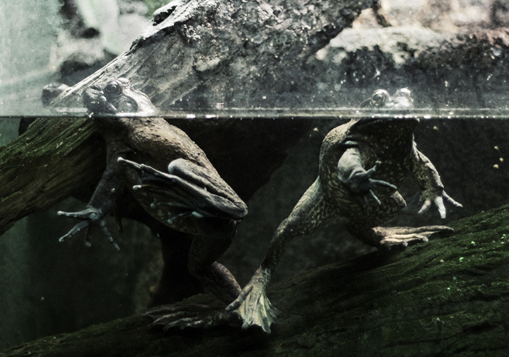 Frogs