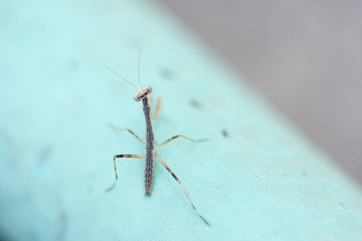 Baby Praying Mantis