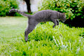 Jumping Cat