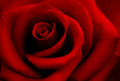 The Red Rose