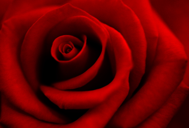 The Red Rose