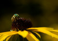 Wasp?