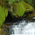 Mossy