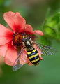 Small Hover Fly