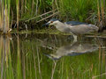 Black Crowned Night Heron Hunting