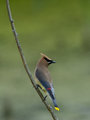 Cedar Waxwing