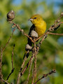Female Orchard Oriole