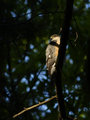 Male Sharp Shinned Hawk