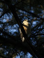 Hawk Bokeh 