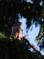 Female Coopers Hawk
