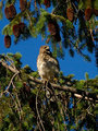 Coopers Hawk