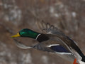 An In-Flight Mallard