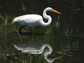 White Egret