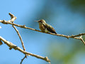 Distant Humming Bird