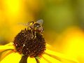 Hover Fly