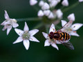 Another Hover