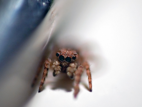 Baby Jumping Spider