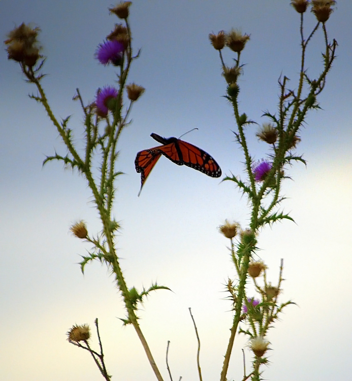 flight