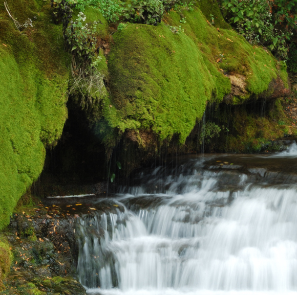 Mossy