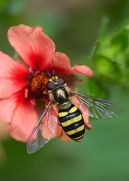 Small Hover Fly