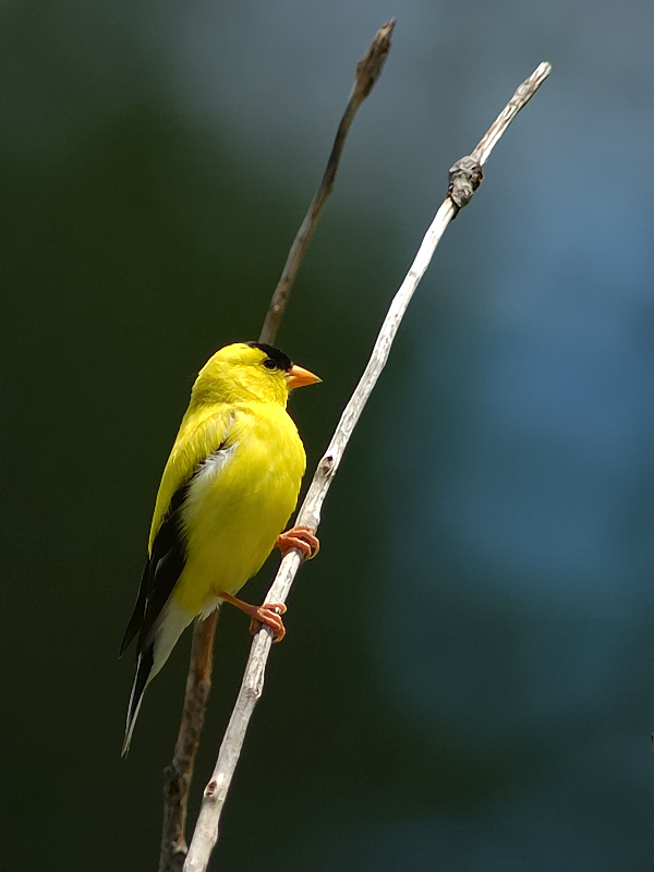 Male Gold Finch 